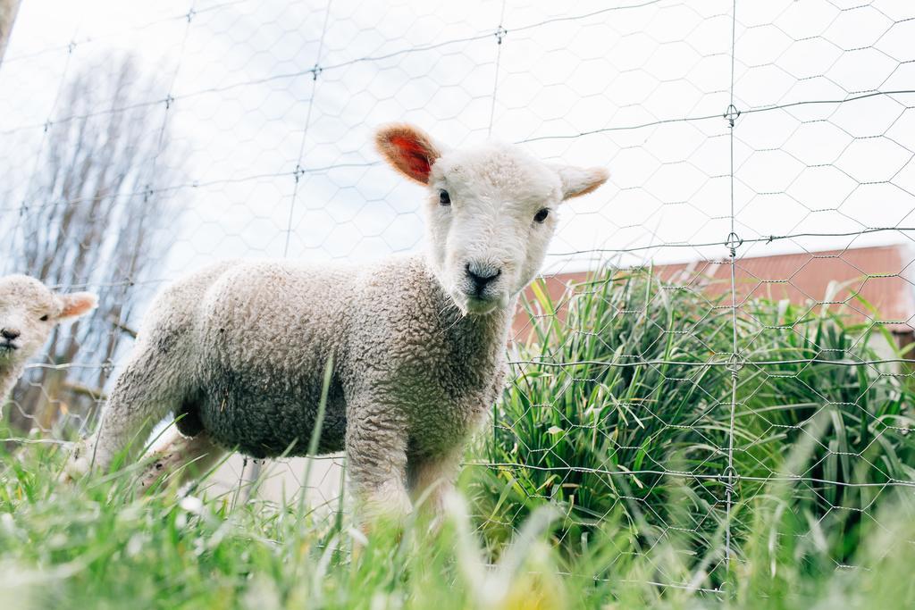 Karetu Downs Farm Stay Hawarden Bagian luar foto