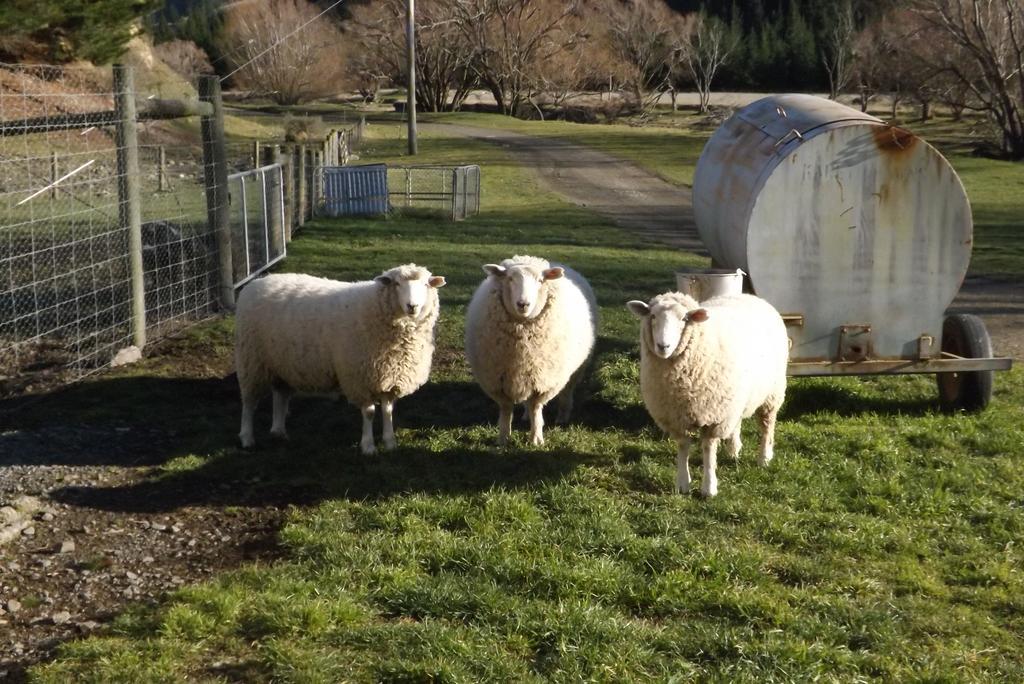 Karetu Downs Farm Stay Hawarden Bagian luar foto